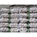 Normal Fresh Garlic Crop 2019